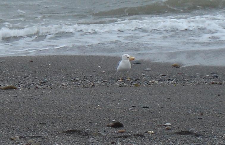[gaviota.JPG]