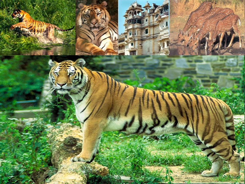 [Sariska+Tiger+Reserve+2.jpg]