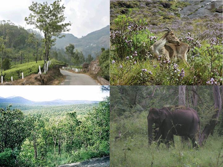[Mudumalai+Wildlife+Sanctuary+and+National+Park+1.jpg]