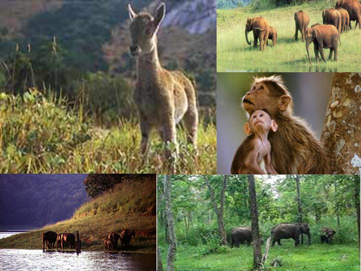 [Idukki+Wildlife+Sanctuary.jpg]