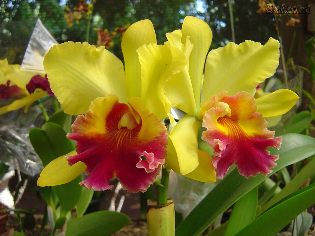 ENCANTO E MAGIA: orquídeas
