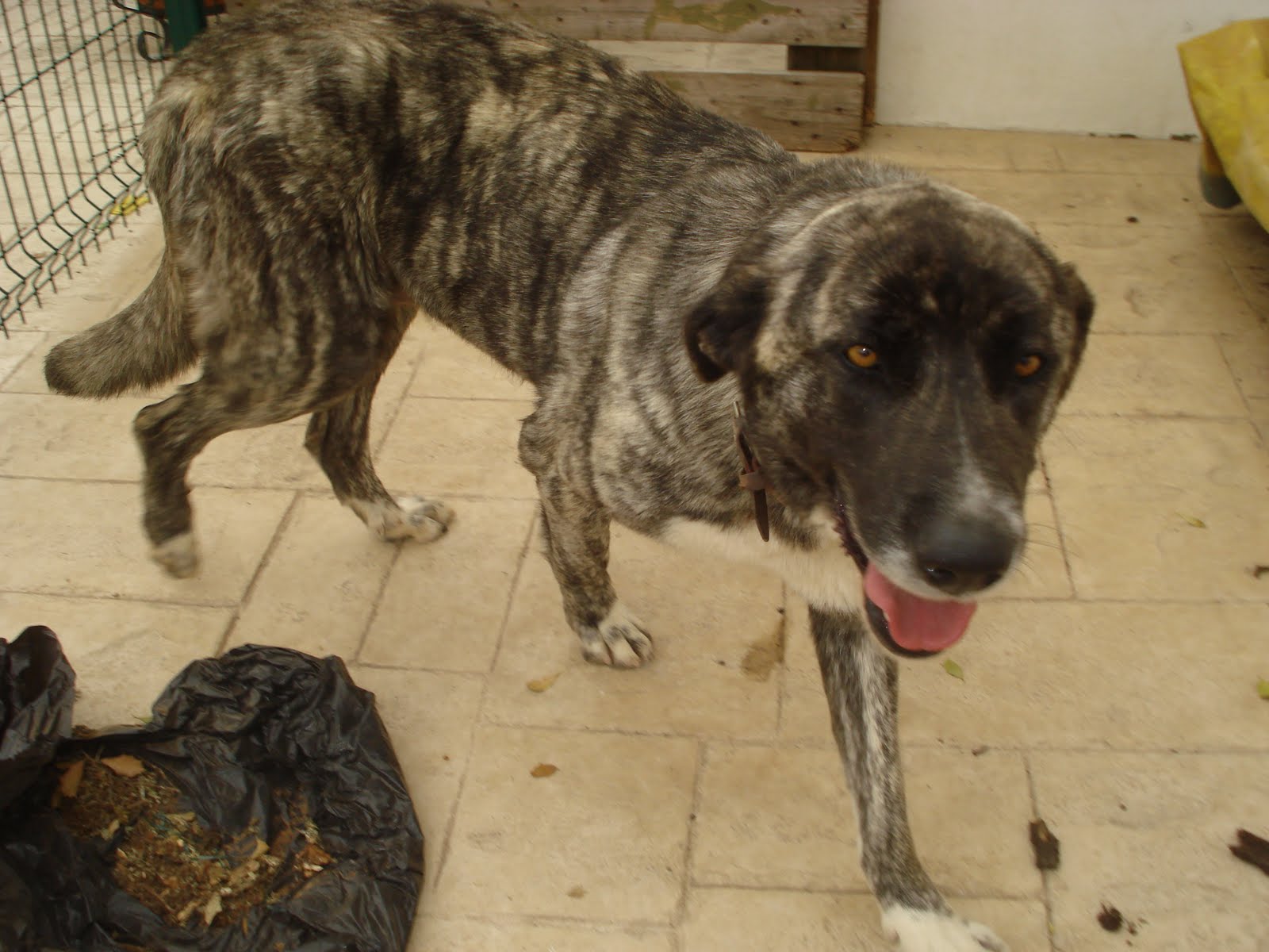 Rafeiros Alentejanos