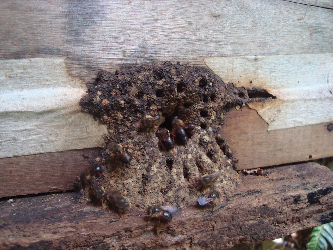 entrada típica de uma colônia de uruçu preta