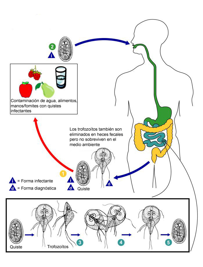 giardia duodenalis ciclo de vida)