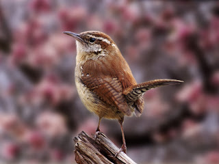 beautiful little sparrow