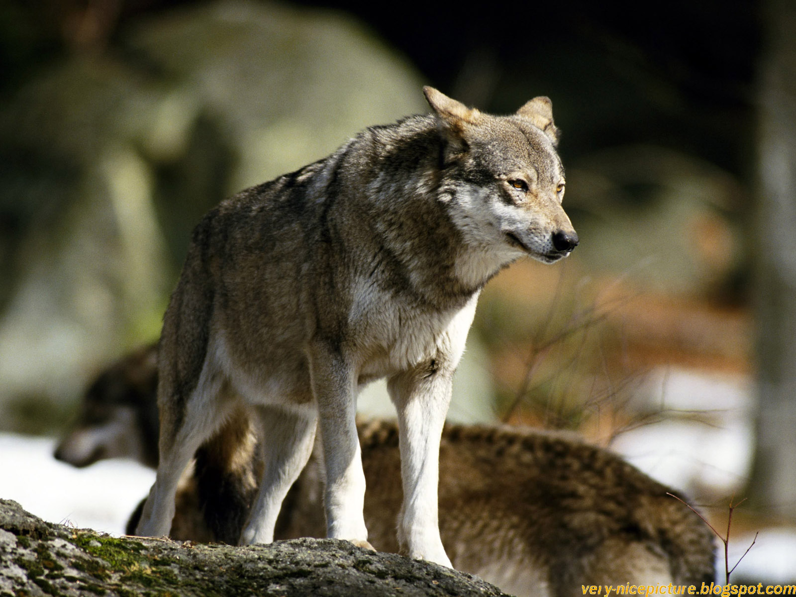 Wolf Pictures | Pictures of Wolf | Wallpapers of Wolf | wolf pictures