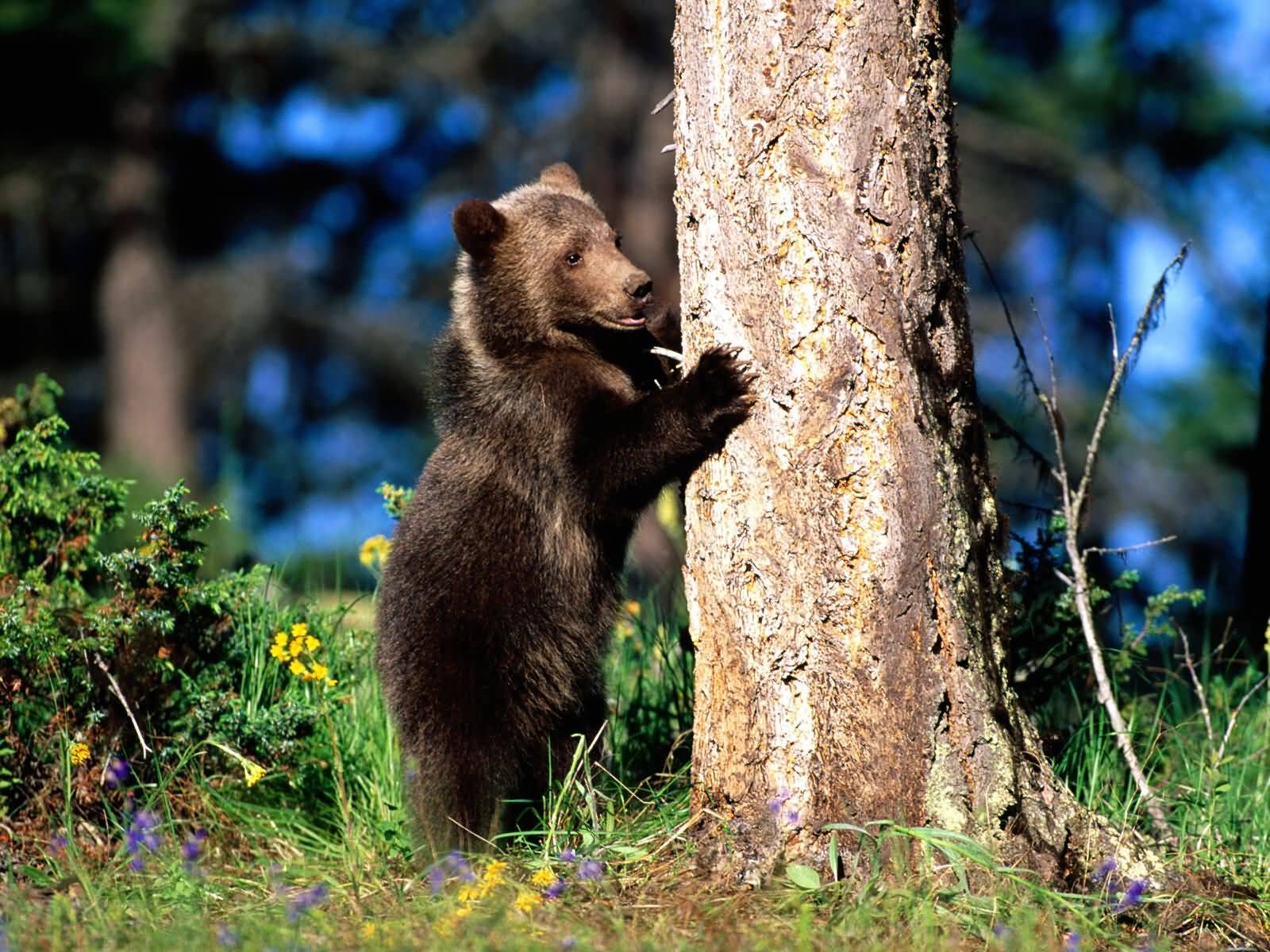 Grizzly Bears Pictures Pics Of Beautiful Wildlife.