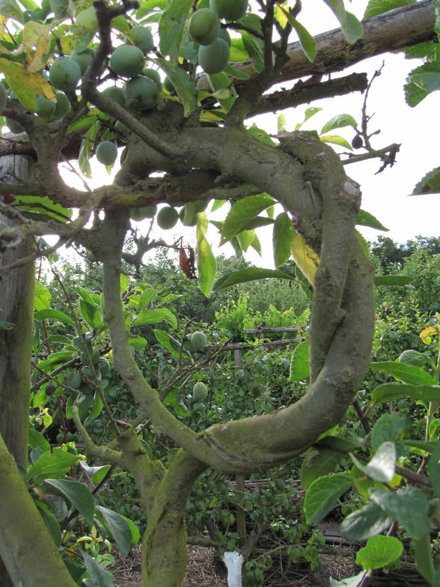 serrure applique electrique