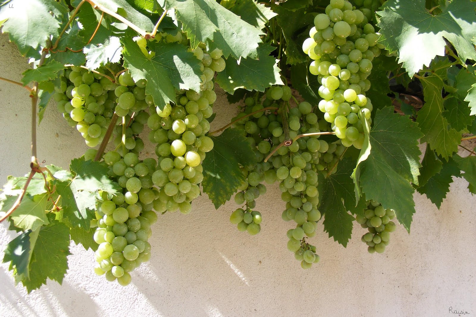 FABULO RAISINS VERTS