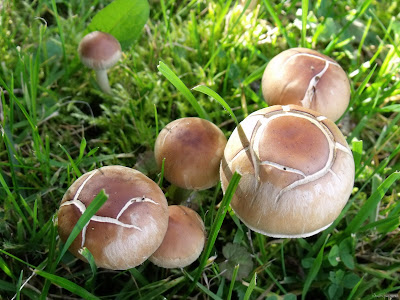 FABULO: novembre 2010