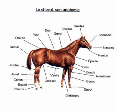 l'anatomie du cheval