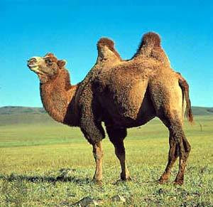 http://3.bp.blogspot.com/_VhXkErfaYwU/S-emLFa1klI/AAAAAAAAAeA/CIH2L-AFdGk/s400/camel.jpg