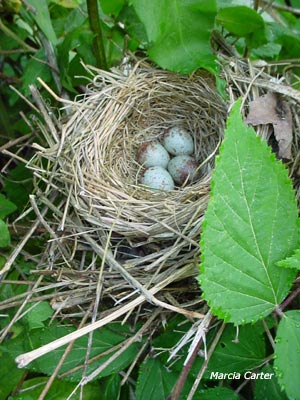The Herron Nest