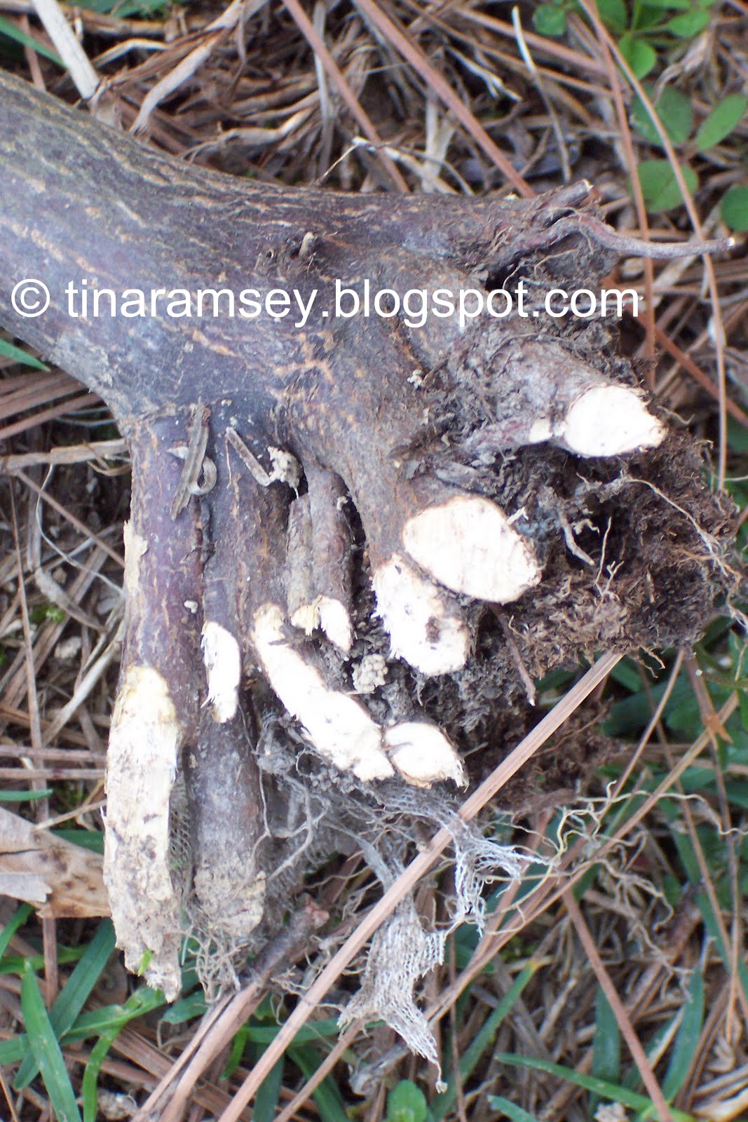 In the Garden Voles Eat Japanese Maple