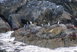 Pingüinos durante el crucero por el Doubtful Sound