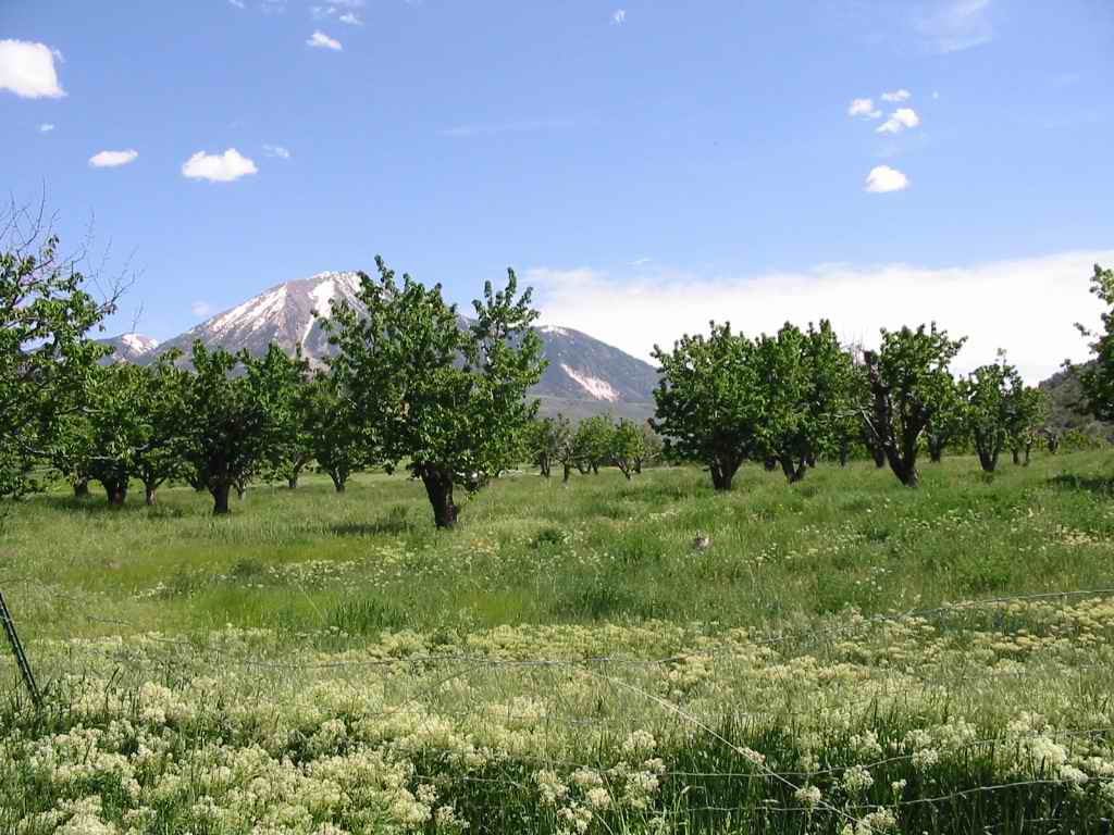 Excelsior Orchard, Paonia, CO In the beginning...