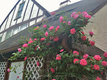 Hillcrest Cottage Roses - Apr 10