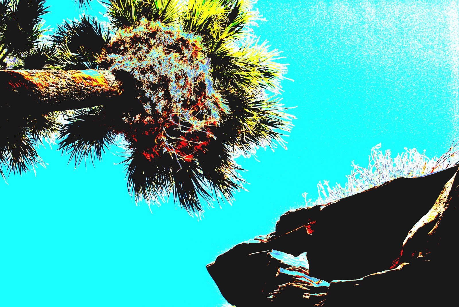 Caroline W.: Solarization