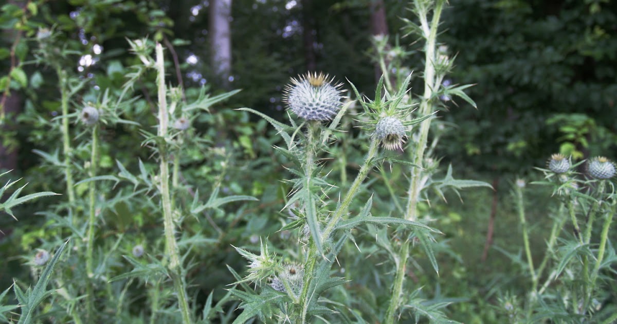Krautkopf: Leckeres aus der Natur (Distel)