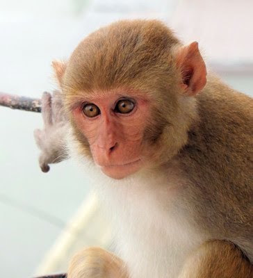 MONKEY