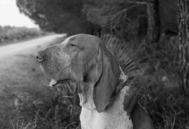 Bracciali A Clip Blu Navy Di Tails And The Unexpected -35 Mm - Foto 10