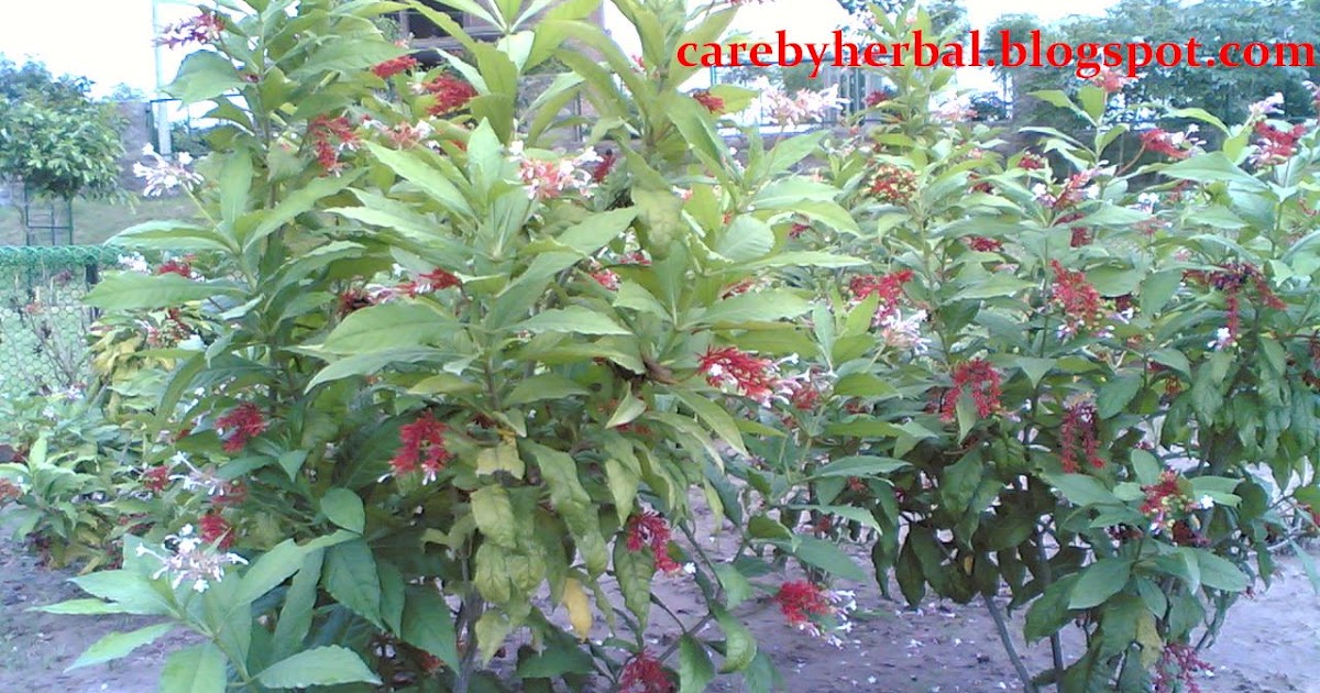 Herbal Trees plants Medicine Care Photo Gallery RAUWOLFIA