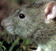 Puerto Rico Rats Puerto Rico: Fauna de Puerto Rico