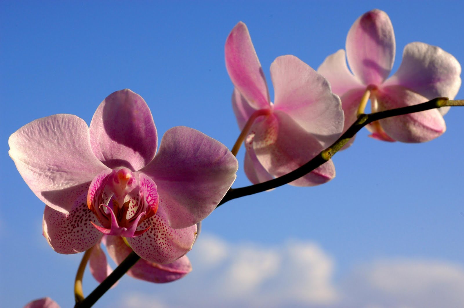 Fashion Orchid: Orhideja