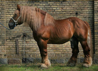 Castanha Polaca Cavalo Esboço Sangue Frio Correndo Para Frente