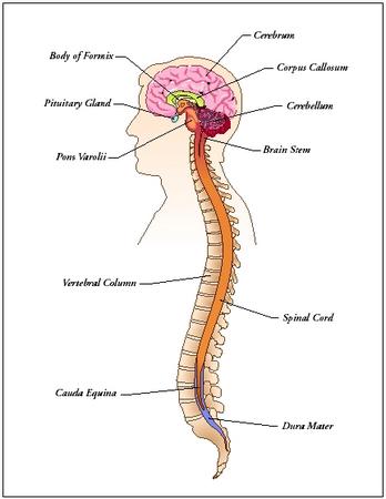 Your Main Control Center: The Spinal Cord
