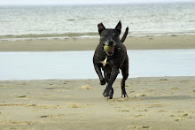Zeus: Destroyer of Tennis Balls