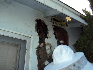 bee removal angeles los yellow trapping animal county hornets wasp hive december bees