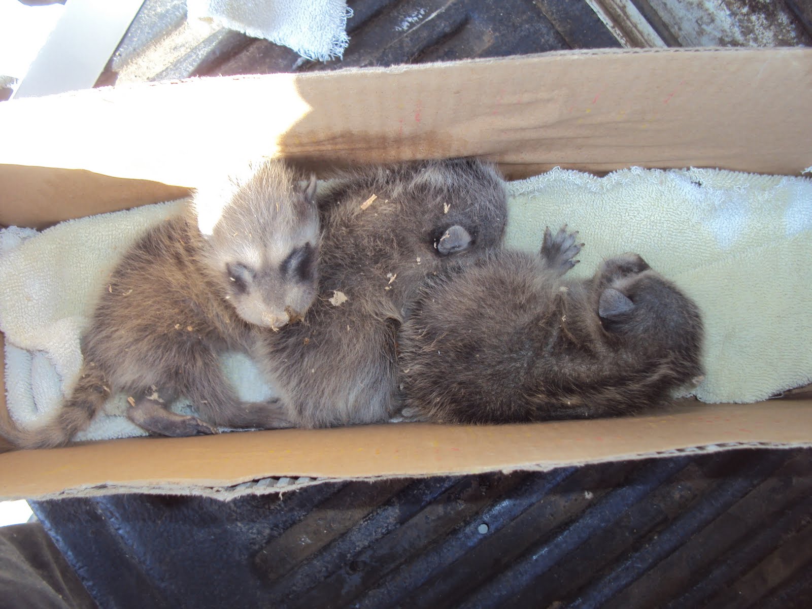 All City Animal Trapping Raccoon removal in Los Angeles All City