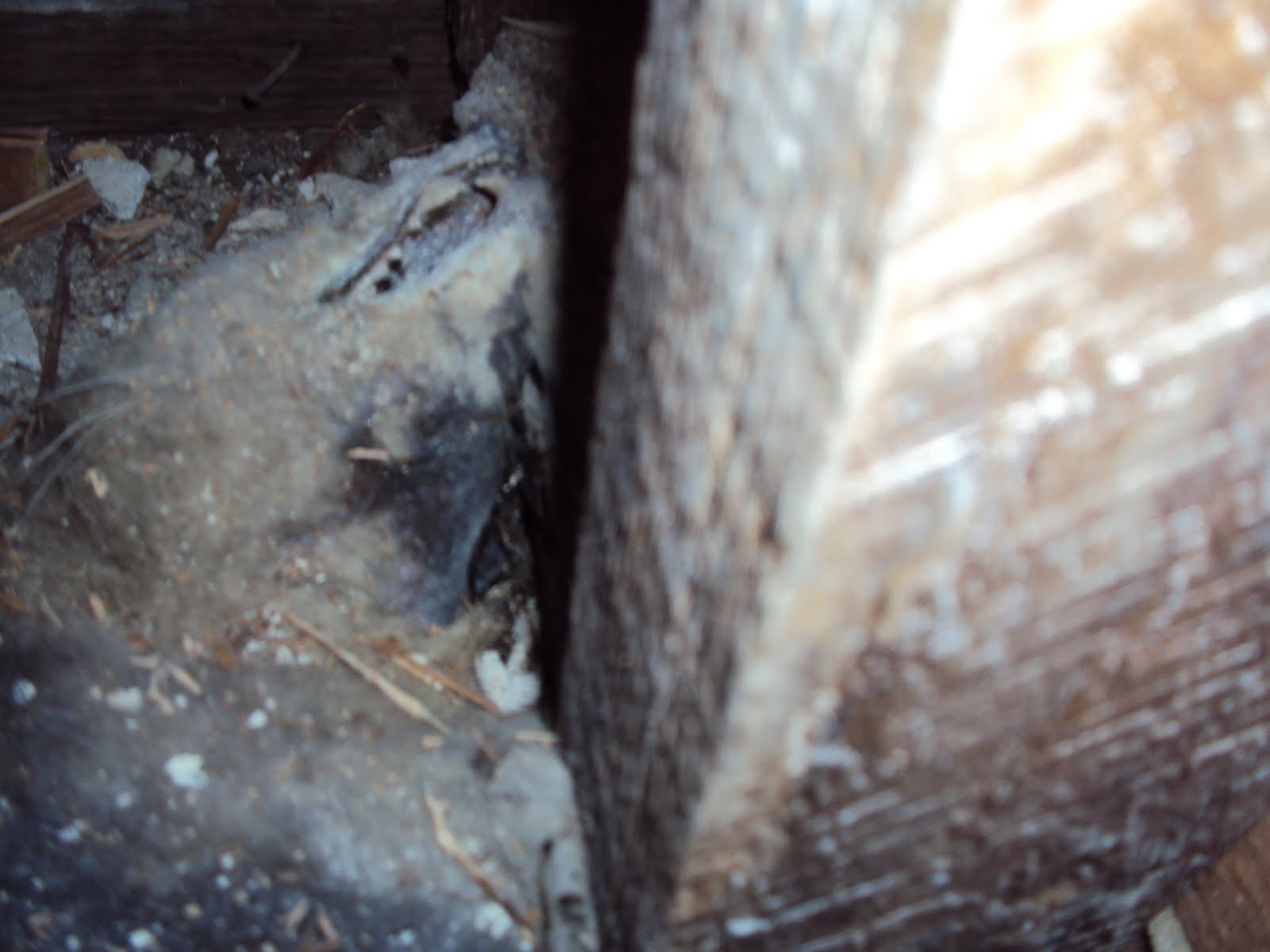 All City Animal Trapping Bad Smell In Your Attic or Crawl Space, you