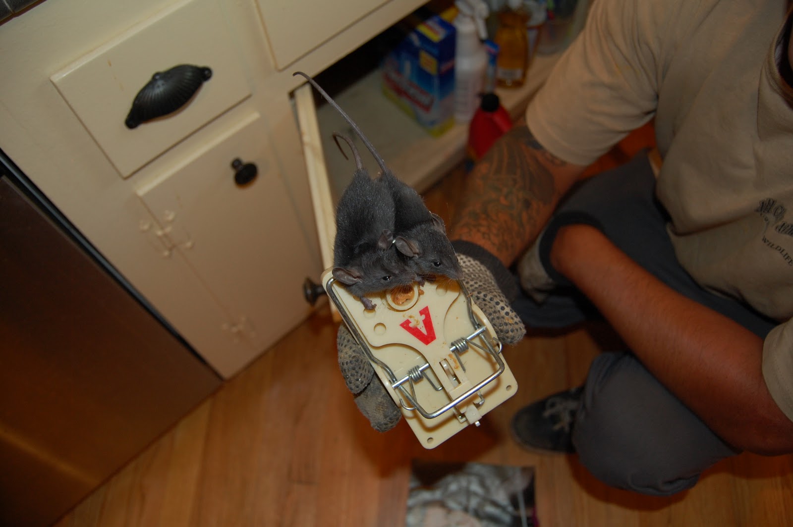 All City Animal Trapping Rat Control In Orange County California, Call