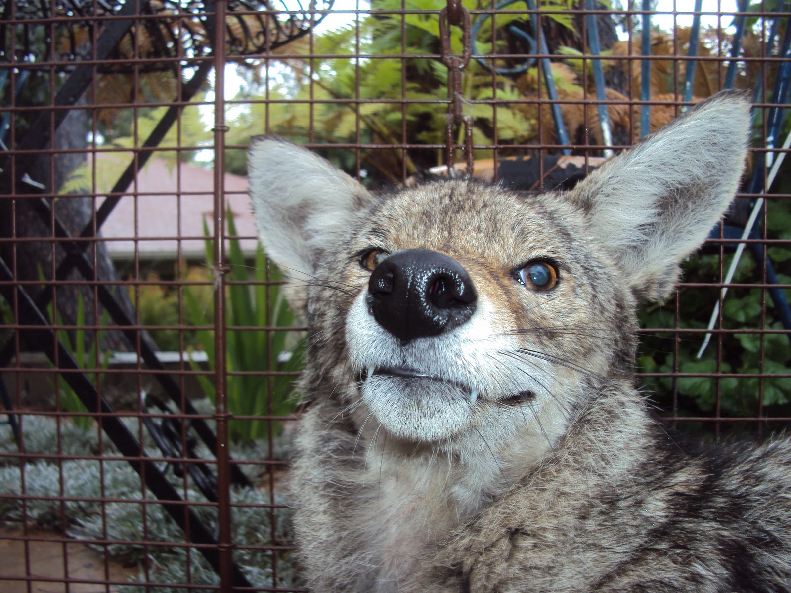 All City Animal Trapping COYOTE TRAPPING IN LOS ANGELES CALL ALL CITY