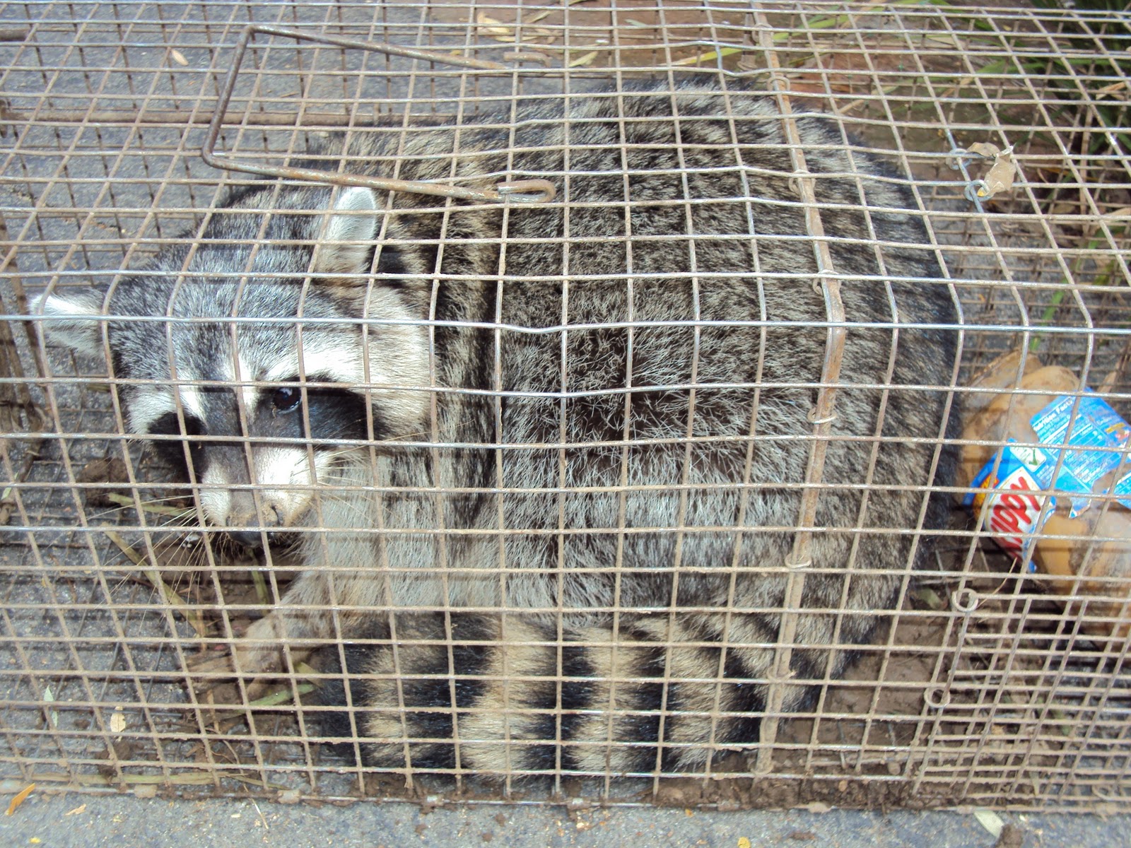raccoon trapping removal animal orange county trapper ken ask worms