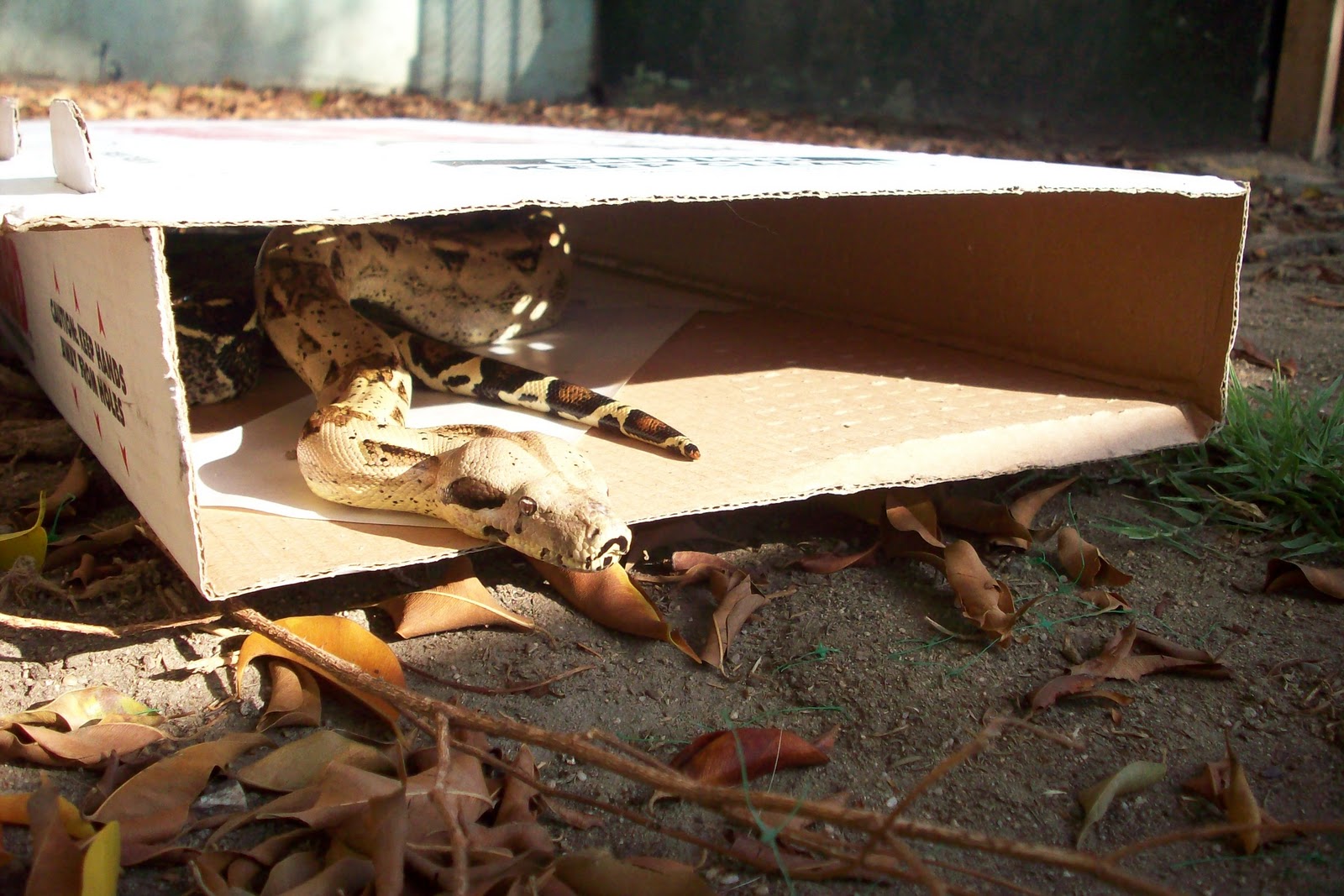 All City Animal Trapping Snake trapping and removal in Cotati