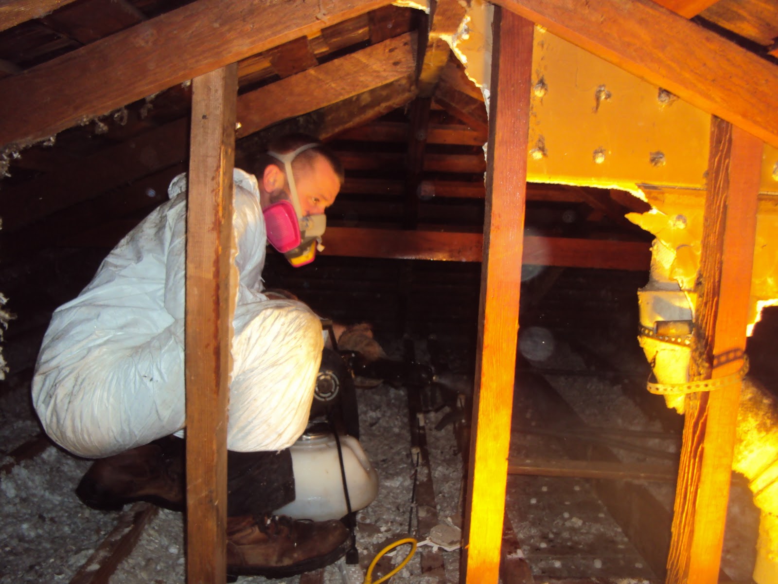 All City Animal Trapping