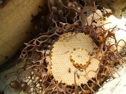 Matriz de Mirim Guaçu (Plebéia remota)