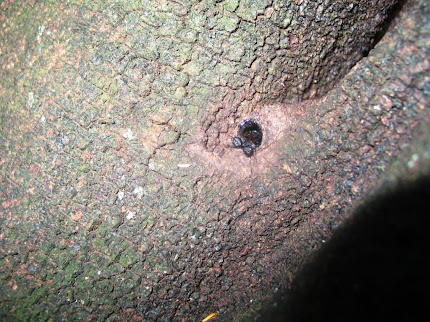 Mombucão (Cephalotrigona capitata)