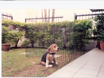 marley and me puppy years. Like Marley, trouble is also Kess#39; middle name. She did not like to kept in