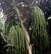 AREN (Arenga pinnata)