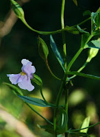 mimulus ringers Allegheny monkey flower electrolytes
