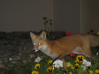 GORE-TEX TransRockies Run fox