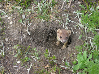 Leadville 100 2009: I’m Either In or I’m Out