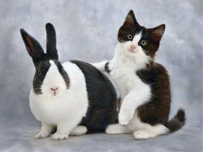 cute bunny with kitten holding one arm over it