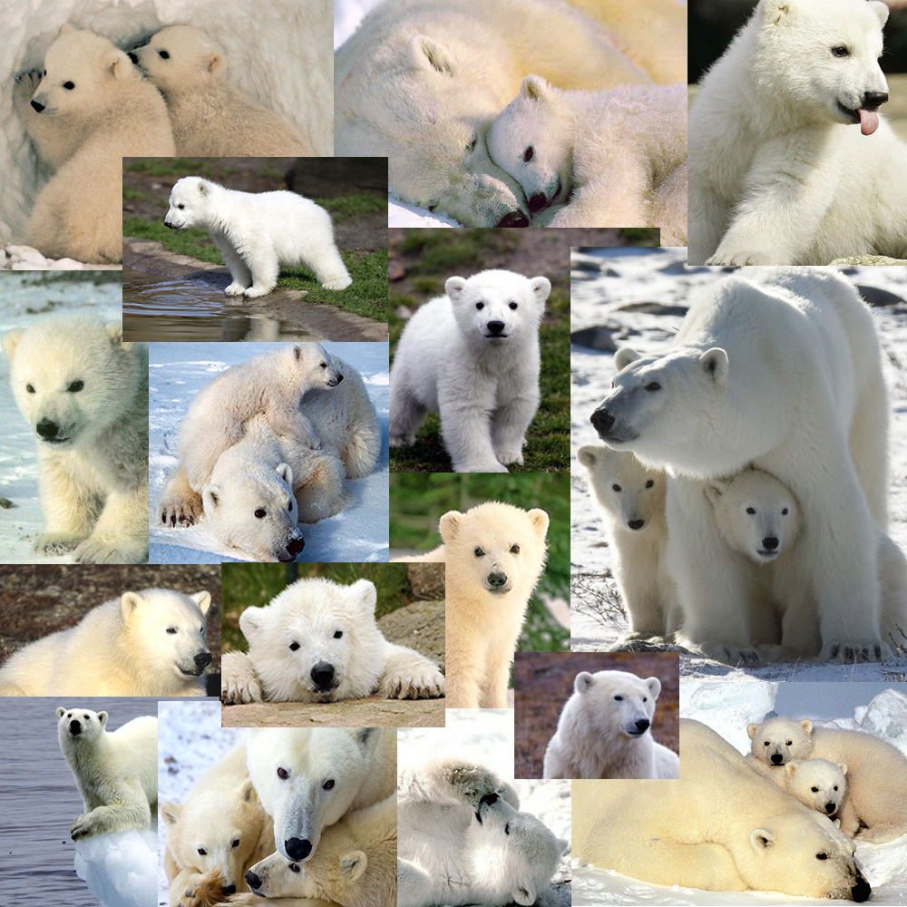 Save The Petz Save The Polar Bears!