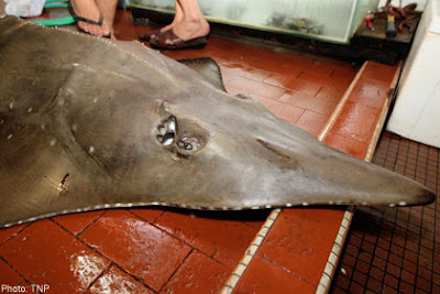 How to fillet a shovelnose ray — pic 1