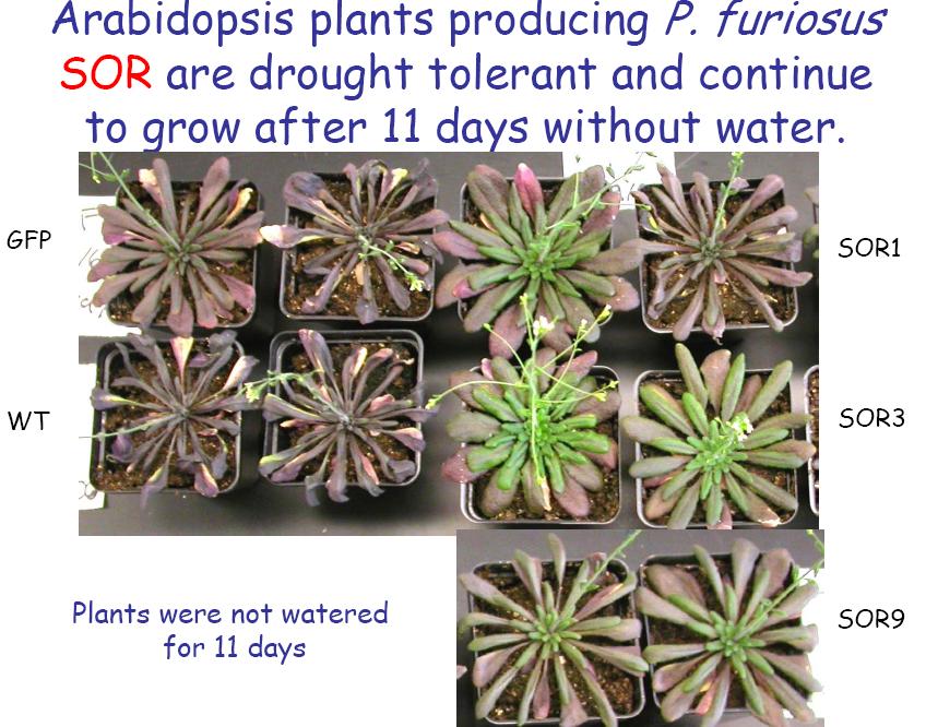 [marsplants.jpg]